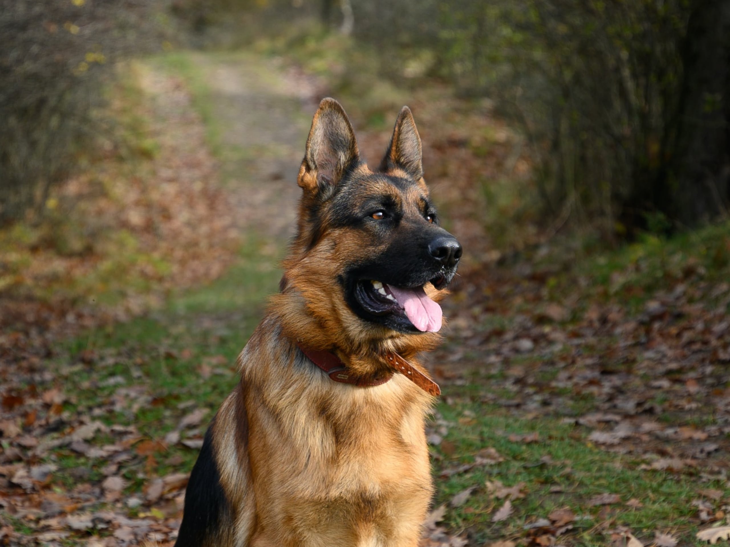 Can Bloat in Dogs Resolve Itself? Pet Help Reviews UK